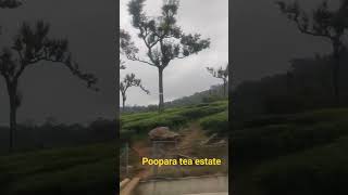 Poopara tea estate moonar location