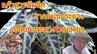 สุขใจอยู่ในสวนกับน้าเล็ก#: แก้วสารพัดนึก หรือแก้วหน้าม้า เปลี่ยนกระถางใหม่ง่ายๆ สไตล์น้าเล็ก