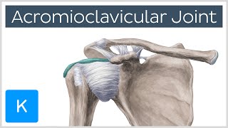 Acromioclavicular Joint - Location \u0026 Function - Human Anatomy | Kenhub