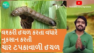 ચાર ટપકાવાળી ઈયળ | પાકમાં ઉપદ્રવ અને નિયંત્રણ | Fall armyworm | Char Tapakavali Iyal | Agri Zone