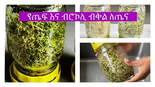 የጤፍና የብሮኮሊ ብቅል ለካንሰር, ለስኳርና የተለያዩ በሽታዎችን ለመከላከል | Teff And Broccoli Sprouts 🌱 And Health Benefits