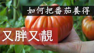 如何給番茄正確施肥，番茄施什麽肥最好，施肥的規律是什麽？