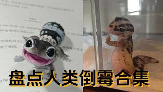 盤點那些倒楣的人類，沒笑算我輸#搞笑 #funny #animals #pets #memes #cute