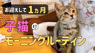 【保護猫】我が家に来て1ヵ月‥赤ちゃんのペースに合わせてくれる子猫のモーニングルーティン