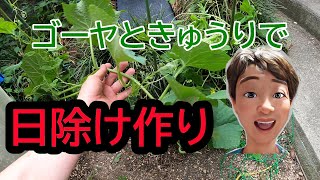 ゴーヤときゅうりのカーテン作り　【楽しい家庭菜園】