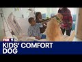 Children's Healthcare welcomes 2 new facility dogs