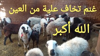 القناوي وصل غنم برديسي والد مجاوز وعشر حلويات عم صابر الله يبارك للشاري