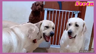 拉布拉多seven與老四直播2021-5-11💕💗❤️#寵物Labrador seven#seven是拉布拉多