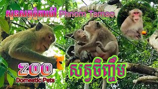 #ស្វា នៅសួនសត្វភ្នំតាម៉ៅ សត្វចិញ្ចឹមនៅ ក្នុងស្រុក #Monkey Phnom Tamao Zoo Local Pets