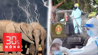 Bản tin 30s Nóng: Cập nhật nóng dịch COVID-19 trên cả nước; 18 con voi bị sét đánh chết thương tâm