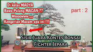 Piala Macan Bonsai SISIR  bikin Geger !!! // Inilah Pemenang Pameran Bonsai Fighter JEPARA