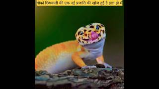 गेको एक तरह की छिपकली का ही नाम है जिसकी एक नई प्रजाति की खोज हुई🦎#facts #trending #viral #animals