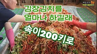 김장배추김치500포기 남자들이 하면 쉬워요...