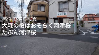 東京を撮り歩く　品川区南大井〜大田区大森北　「大森の桜はおそらく河津桜、たぶん河津桜」