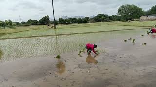 vari natlu village life#youtubeshorts#paddy weeding ##agriculture forming 🌱🌱🌱🌱🌱