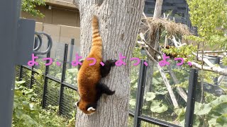 【 円山動物園レッサーパンダ】円実とギンにほのぼの😊