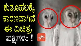 ಕುತೂಹಲಕ್ಕೆ ಕಾರಣವಾಗಿವೆ ಈ ವಿಚಿತ್ರ ಪಕ್ಷಿಗಳು ! | Strange Creatures of Vizag | YOYO TV Kannada News