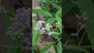 | Vitex negundo । five-leaved chaste tree | #shorts #fact #factshorts