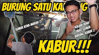 BURUNG PARKIT AUSTRALIA SATU KANDANG KABUR SEMUA | SAYA MARAH BANGET MEREKA TELEDOR !