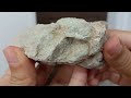 توپی سنگهای فسیلی و کربنی درون سنگ آهک نومولیت فسیل سنگ ایران stone rock beautiful minerals