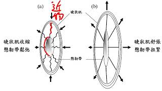 10602高三選修生物ch9 1 05眼的構造與功能 虹膜+散瞳劑的功能三捷