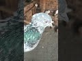 pray for my ganja 🤣pigeon