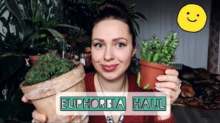 My Euphorbia collection + repotting CRAZY PREGNANT monster!