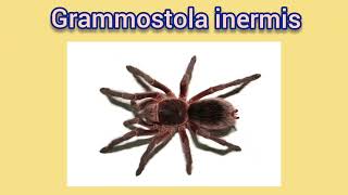 All Grammostola species|Tarantulas World