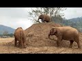 ゾウと彼らの大好きな人間！ elephantnews