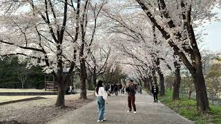 2024년 4월 5일 카이스트 벚꽃 만개  산책 영상  KAIST Cherry Blossom Daejeon Walking Tour Korea 4K