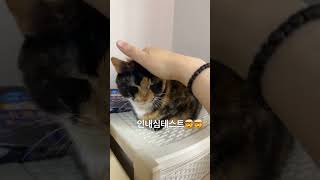 고양이 인내심테스트🤪🤪