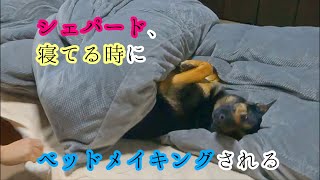 寝てる時にベッドメイキングされるシェパード犬が動く気ゼロでした【German Shepherd】 If I Make The Bed Where My Dog Is Sleeping