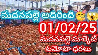 01-02-25 Madanapalle Tomato Market price Today || Today Tomato Market Rate in Madanapalle #today