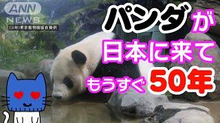 パンダ飼育の48年の歴史をギュッと詰め込んだパンダのための施設、それが「パンダのもり」！【マスクにゃんニュース】