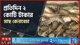 ভোর থেকেই জমজমাট ফেনীর মাছের আড়ত | Fish Market | Fish Price | Feni | Business News | Somoy TV