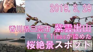 2019.3.29　四国瀬戸内海の絶景！NewYorkTimesが認めた香川県三豊市の紫雲出山の桜スポットと日本のウユニ塩湖・父母が浜レポート