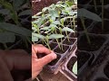 cucumber farming techniques satisfying short