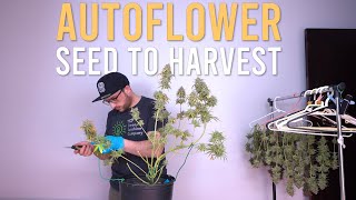 180W HALF POUND AUTOFLOWER CLOSET (Full Grow Cycle: Seed to Harvest)
