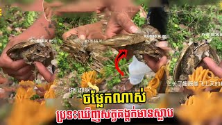 ​ក្តៅៗ ពិតជាចម្លែកណាស់ សត្វគង្គក់មានស្លាប តើពិតដែរឬទេ?, Stand Up