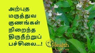 திருநீற்று பச்சிலை மருத்துவ குணங்கள் | Health King