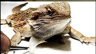 Best Shed Compilation I Have Ever Made!! | 