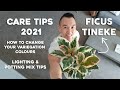 Ficus Tineke Care Tips | Lighting & Potting Mix Tips