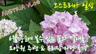 6월 중순에 볼 수 있는🌼🌸 꽃과 열매들/ 요양원 주변 \u0026 우리집 마당 풍경 [오스트리아일상][Austria Vlog]