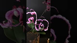 Фаленопсис Саммер Бреф 401/Phalaenopsis Summer Breath 401(Подих Літа)