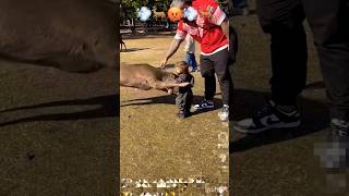 鹿が子供たちを襲った。 Nara Park deer 🦌 in japan