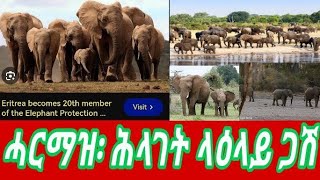 ሓርማዝ ሕላገት ላዕላይ ጋሸ አዝዩ ዘገርም ተርእዩ ሼር ሼር ንኩሉ ክባጻህ ምንታን