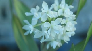 Hugomedinae - Species Orchid - fragrant white blooms