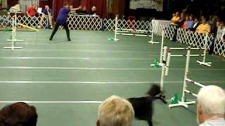 Zeta At the 2009 Dobermann Nationals - Top Twenty Agility Run