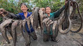 Quá  Nhiều Cá  Ẩn Nấp Trong Hang - Nằm Sâu Trong Gốc Cây | Gấc Quê