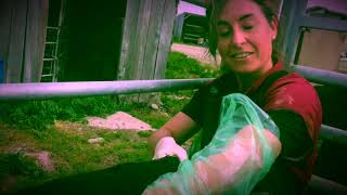 Heifer Syncro programme